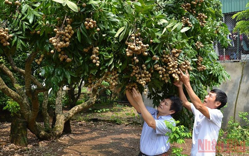 Nhãn chín muộn năm nay có chất lượng rất tốt. Nhãn chín muộn giá rẻ như cho -0
