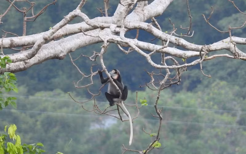 Vọoc Chà Vá chân đen tại núi Chứa Chan, huyện Xuân Lộc, tỉnh Đồng Nai.