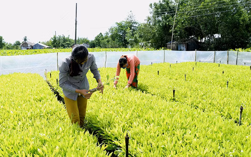 Ươm giống cây phục vụ trồng rừng ở Công ty TNHH một thành viên Lâm nghiệp U Minh Hạ.Ảnh: VĂN SINH