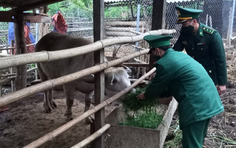Cán bộ, chiến sĩ Đồn Biên phòng cửa khẩu Chiềng Khương chăm nuôi gia súc giúp gia đình anh Quàng Văn Ban. Đồn Biên phòng cửa khẩu Chiềng Khương (Sơn La) giúp dân giữa mùa dịch -0