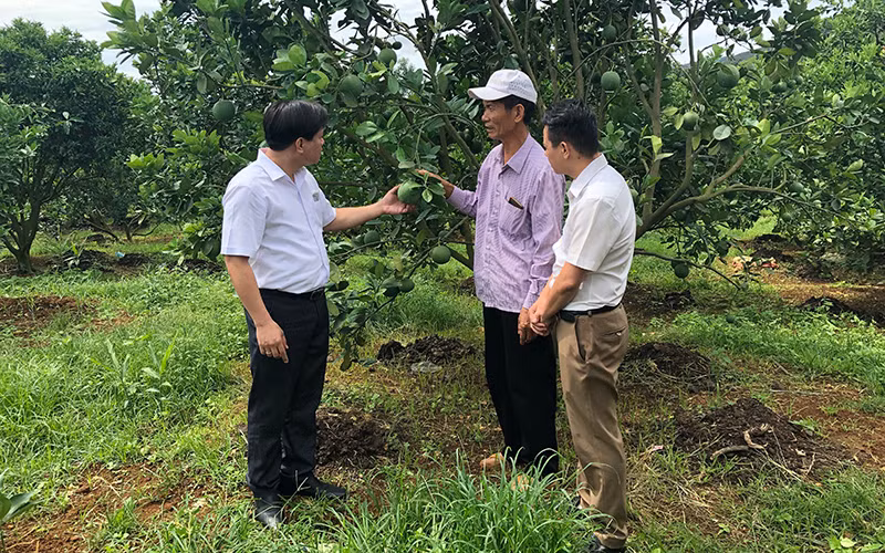 Mô hình trồng cây ăn quả mang lại thu nhập cao ở Sơn La.