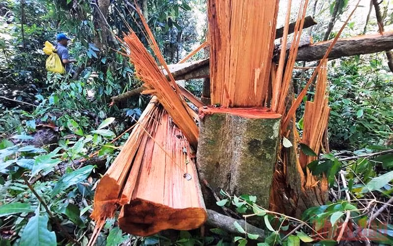 Nhiều diện tích rừng tự nhiên tại huyện Bắc Trà My bị khai thác trái phép.