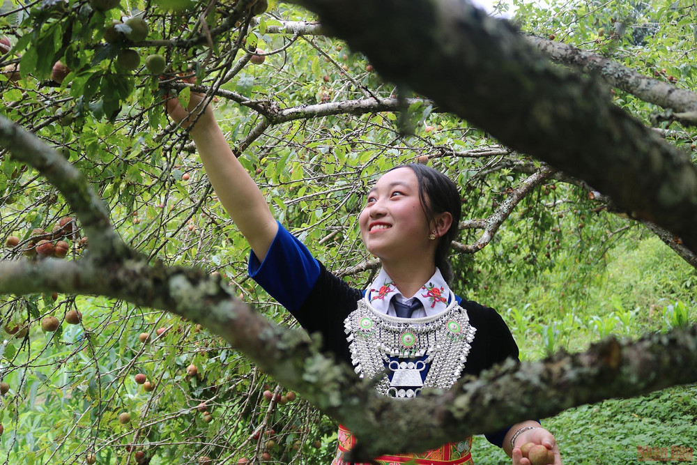 Thiếu nữ người Mông tham dự Hội thi hái mận ở xã Mường Lống. 