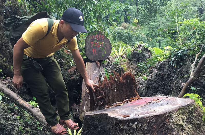 Cây gỗ nghiến bị chặt hạ trái phép tại Vườn quốc gia Du Già.