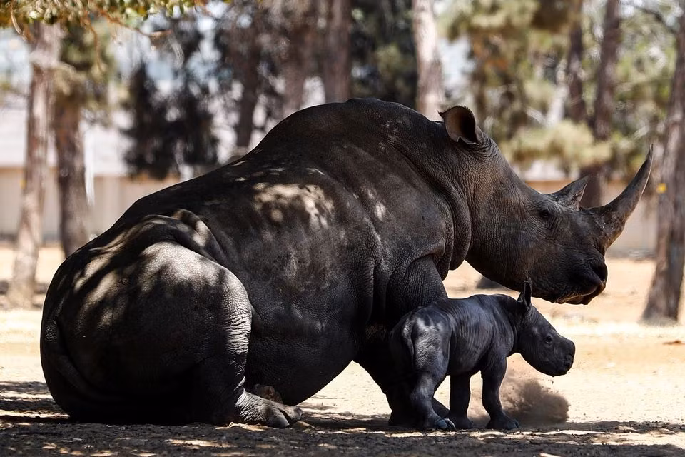 Chú tê giác con được sinh ra ngày 6-6 tại vườn thú Isael đang đứng cạnh mẹ mình. Ảnh: Reuters.