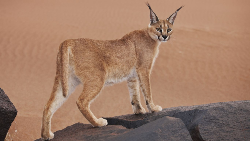 Mèo rừng Caracal được tìm thấy ở châu Phi, châu Á và Ấn Độ, được biết đến với đôi tai đen tuyền, khiến nó có biệt danh là linh miêu sa mạc. Ảnh: Getty Images. Loài chuột có đôi tai lớn nhất thế giới -0