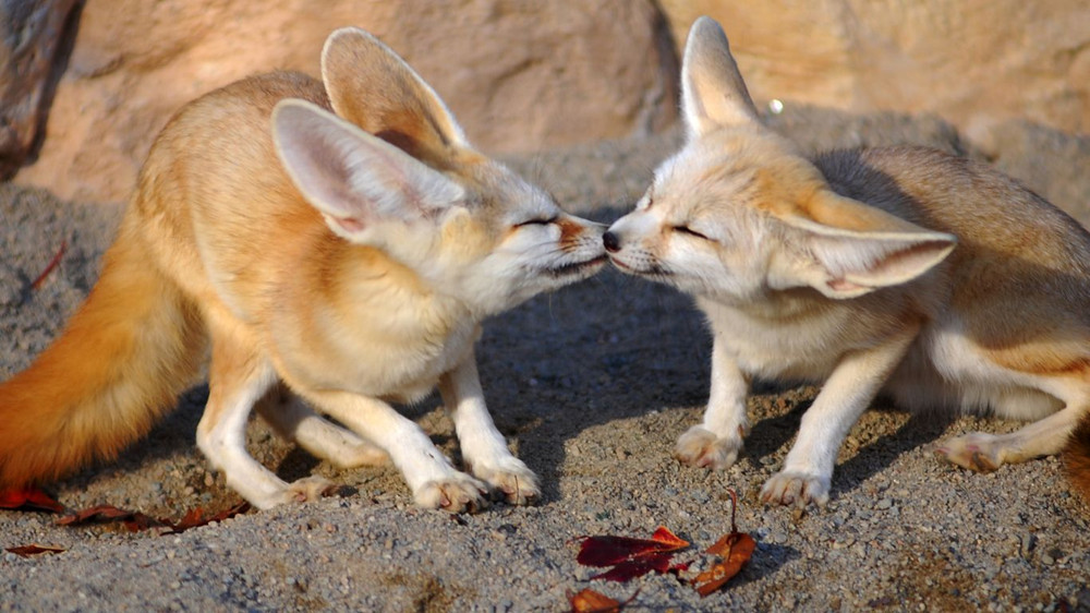 Theo báo cáo của Liên minh Bảo tồn Thiên nhiên Quốc tế, cáo fennec (Vulpes zerda) là sinh vật nhỏ nhất trong họ chó, có tỷ lệ tai trên cơ thể lớn nhất trong nhóm. Cáo dài từ 35 đến 40 cm, không tính đuôi, và tai của chúng dài từ 10 đến 15 cm, chiếm 25% đến 43% chiều dài cơ thể của chúng. Loài chuột có đôi tai lớn nhất thế giới -0