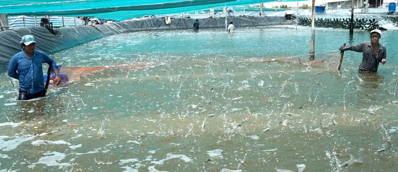 “Tôm Cà Mau”, chớ bi quan vì đại dịch -0