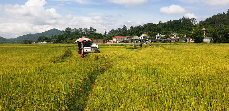 Gặt lúa chạy bão ở xã Hưng Yên Nam, huyện Hưng Nguyên. Nghệ An, Hà Tĩnh thu hoạch nhanh vụ lúa hè thu chạy bão số 5 -0