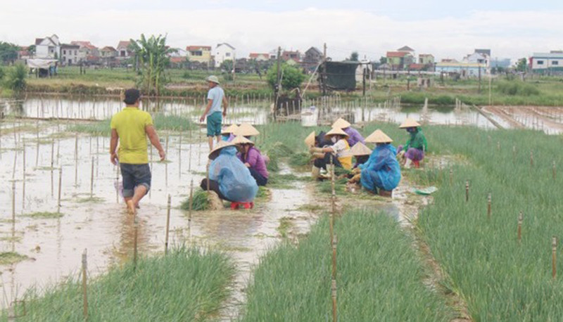 Nông dân Quỳnh Lưu thu hoạch hoa màu chạy bão. Nghệ An, Hà Tĩnh thu hoạch nhanh vụ lúa hè thu chạy bão số 5 -0