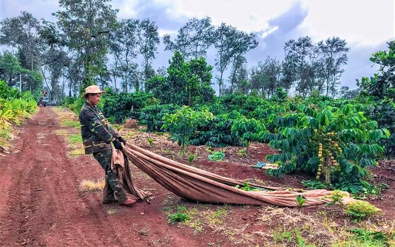 Do không thuê được nhân công nên nhiều gia đình ở Ðắk Lắk phải tự thu hoạch vườn cà-phê của mình. Tây Nguyên thiếu nhân công thu hoạch cà-phê -0