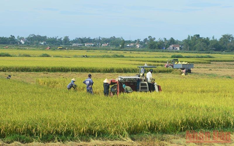 Nông dân Quảng Ngãi khẩn trương thu hoạch lúa hè thu chạy bão. Bao_2-1631266463056.jpg