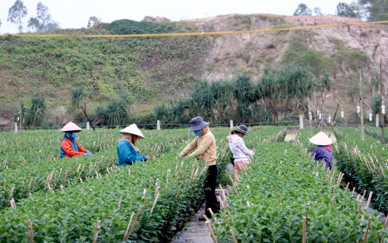 Các nhà vườn đang ngắt nụ hoa cúc.