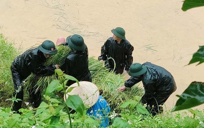 Cán bộ, chiến sĩ Đồn Biên phòng Nậm Lạnh gặt lúa giúp hộ gia đình anh Tòng Văn Thuận. Bộ đội giúp dân vùng biên thu hoạch lúa trong mưa bão -0