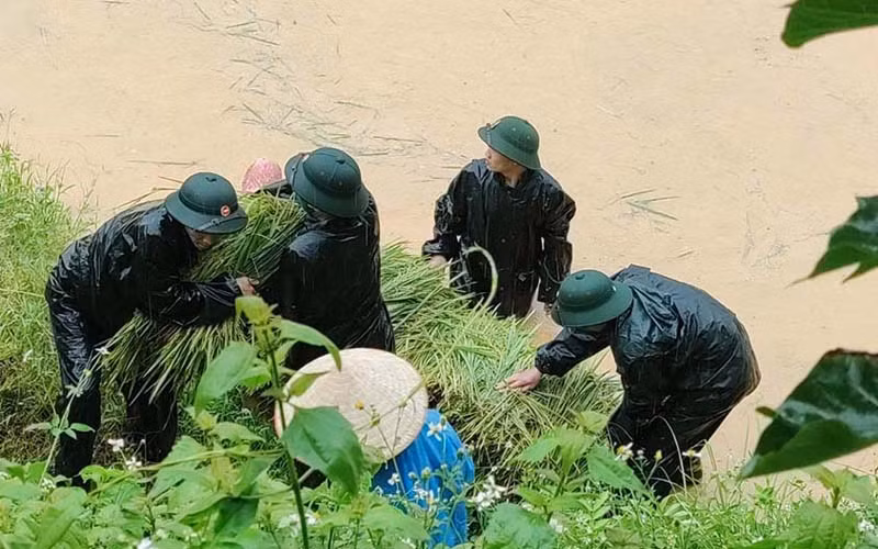 Bộ đội giúp dân vùng biên thu hoạch lúa trong mưa bão -0