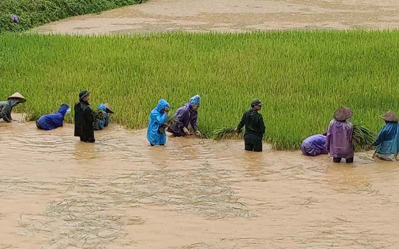 Cán bộ, chiến sĩ Đồn Biên phòng Nậm Lạnh phối hợp xã gặt lúa giúp hộ gia đình anh Vì Văn Thuông.