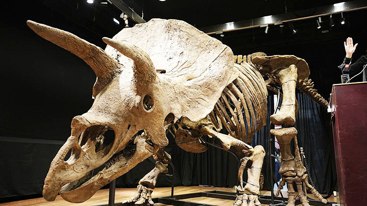 Đấu giá hóa thạch “Big John”