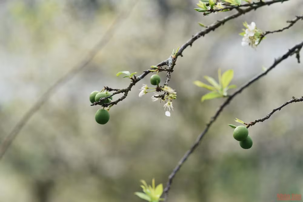 Ngất ngây mùa hoa mận trắng ở Mu Náu, Mộc Châu -0
