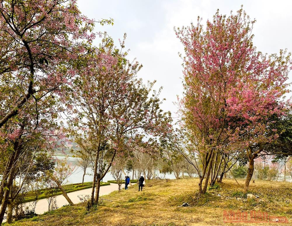 Vườn mai anh đào như trong phim ở công viên Na Cồ “Thập lý đào hoa” trên “cao nguyên trắng” Bắc Hà -0