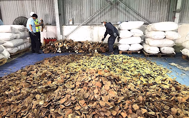 Số ngà voi và vẩy tê tê thu giữ trong vụ án này với tổng số tiền 300 tỷ đồng. (Ảnh: Cục Hải quan Đà Nẵng)