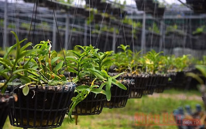 Thị trường lan đột biến đang rất "sốt".