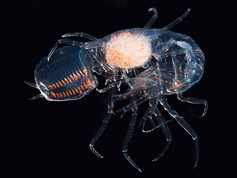 Sáu sinh vật kỳ diệu có thể nhìn xuyên thấu -0