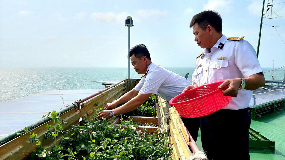 Chiến sĩ Nhà giàn DK1/10 hái rau. Những hình ảnh Tết đến với người lính trên nhà giàn DK1 -2