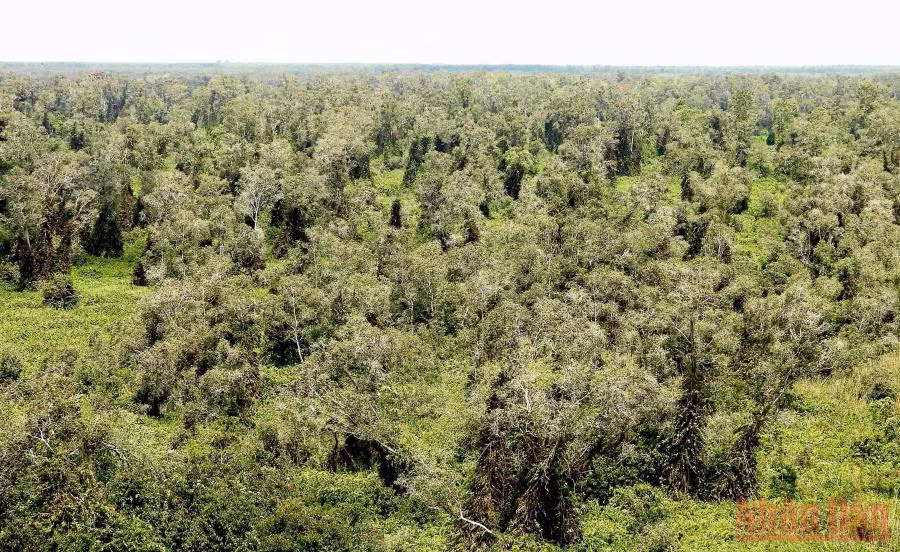 Khu vực Vườn Quốc gia U Minh Hạ hiện có hơn 1.200 ha rừng chuyển sang báo cháy cấp độ 3.