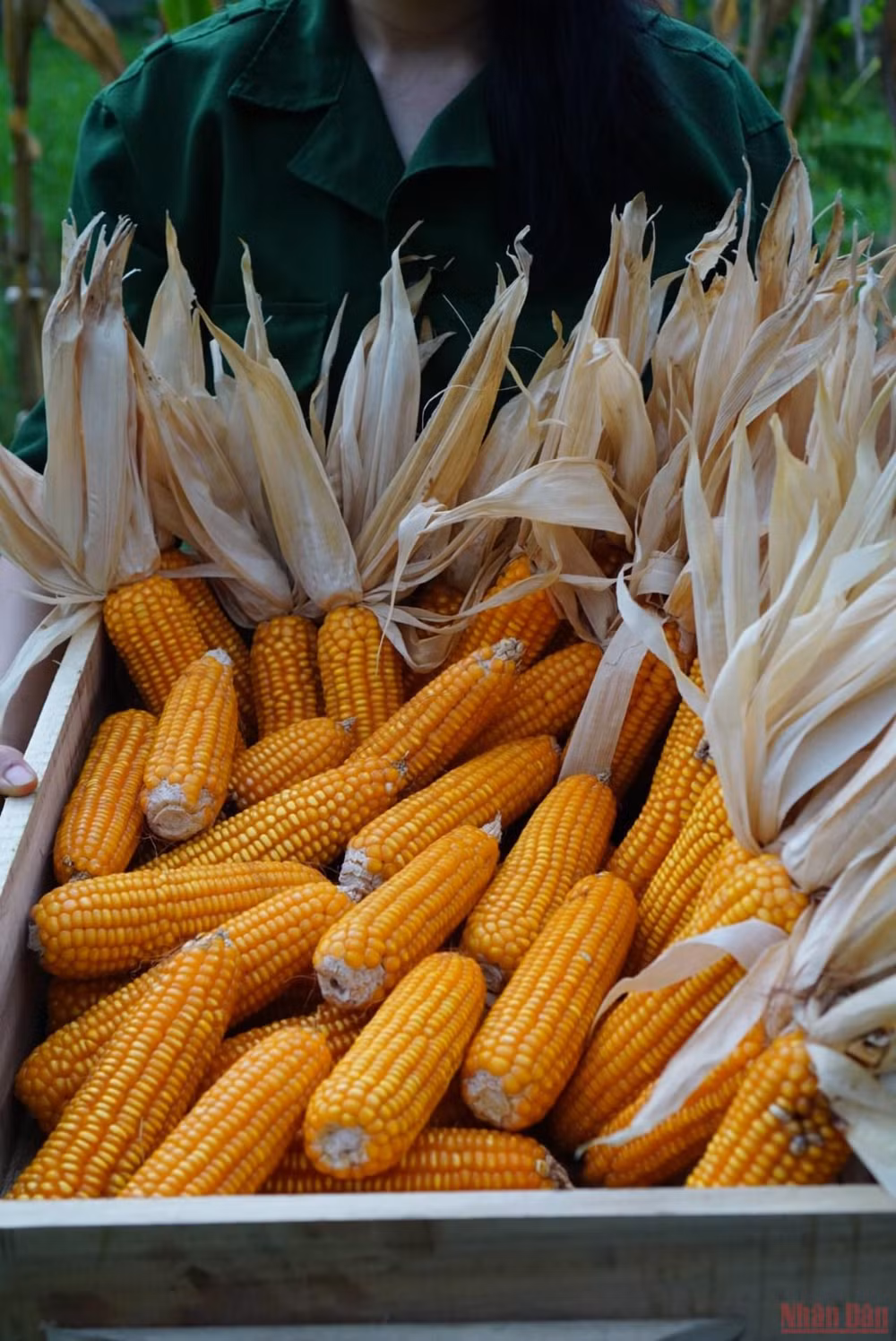 Bài ca của Đất -0