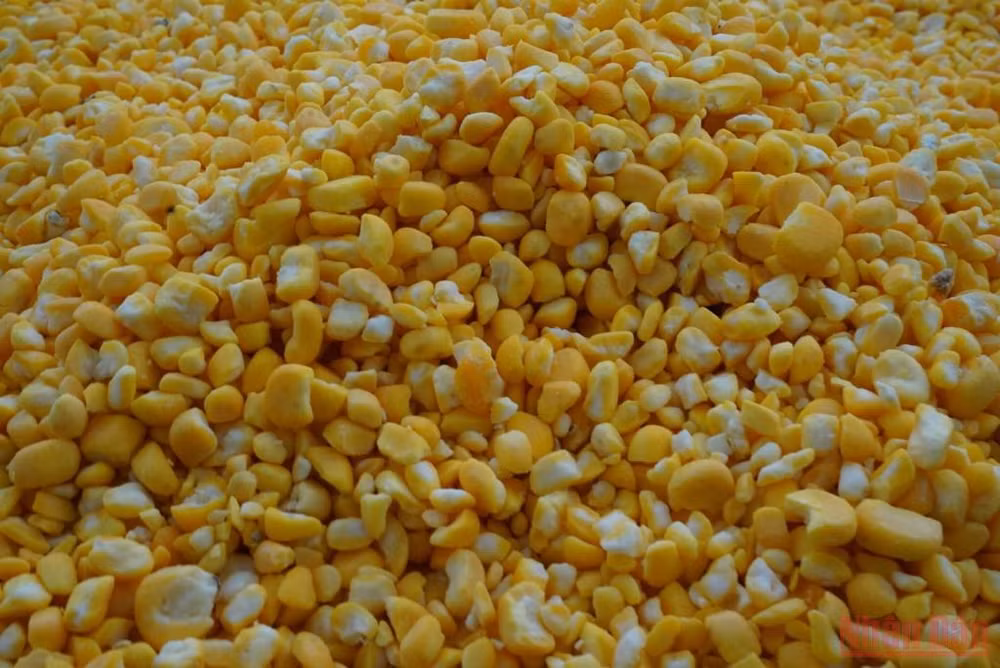 Bài ca của Đất -0