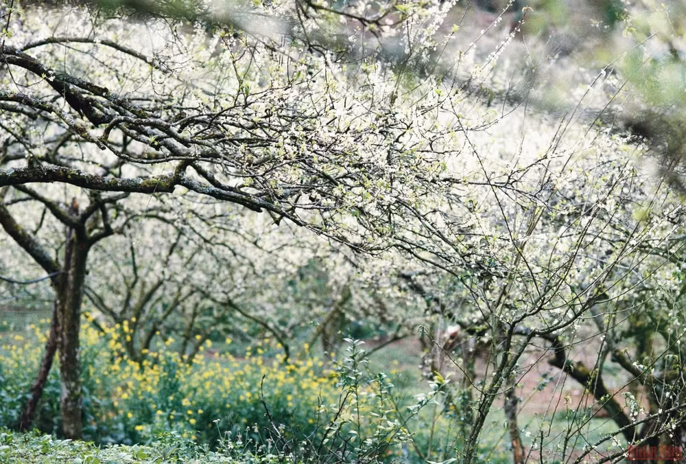 Ngất ngây mùa hoa mận trắng ở Mu Náu, Mộc Châu -1