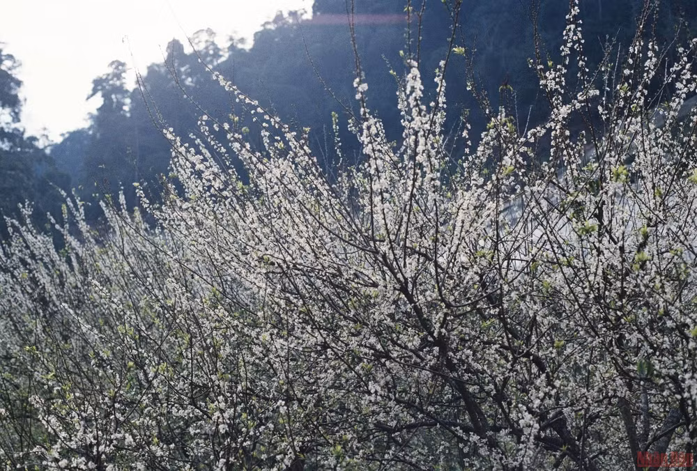 Ngất ngây mùa hoa mận trắng ở Mu Náu, Mộc Châu -2