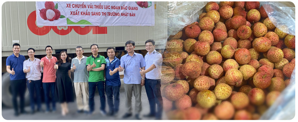 Chuyện trí tuệ Việt đưa vải thiều sang Nhật ảnh 6 Ấn tượng câu chuyện vải thiều sang Nhật Bản -0