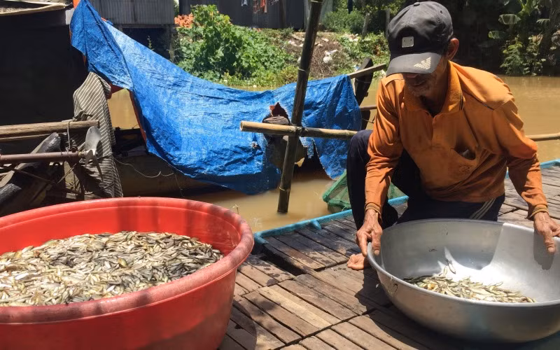 Những năm trước, nước nổi tràn đồng mang theo nhiều tôm cá.