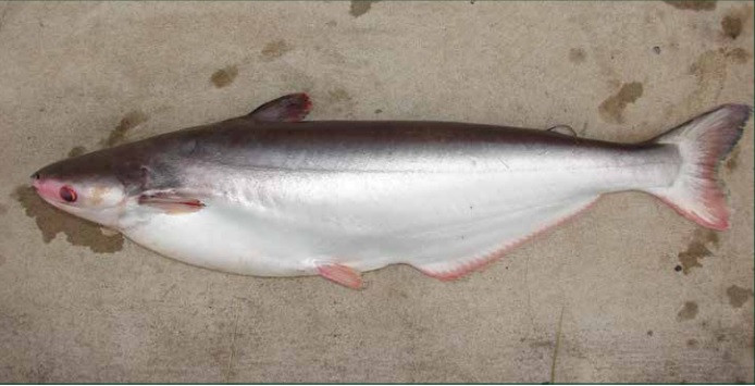 Cá bông lau (Pangasius krempfi) đã được Viện Nghiên cứu Nuôi trồng Thủy sản 2 thuần hóa và nhân giống thành công. Ảnh: Trịnh Quốc Trọng/MRC Phát hiện mới về 61 loài cá di cư giữa nước mặn và nước ngọt trên sông Mê Công -0