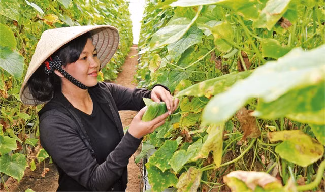 Thu hoạch dưa leo trồng trong hệ thống nhà màng tại Công ty xuất nhập khẩu nông nghiệp Khánh Tường ở ấp Bình Thượng 1, xã Thái Mỹ, huyện Củ Chi. 