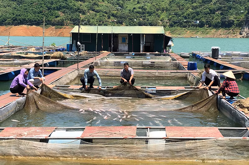 Nuôi cá lồng tại hồ thủy điện Hòa Bình.