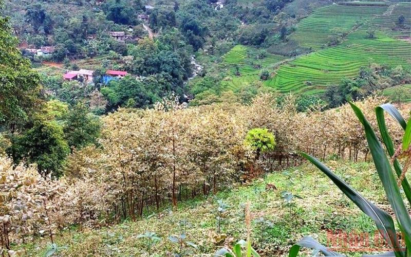 Rừng cây bạch đàn của người dân xã Phú Nhuận bất ngờ bị chết khô. (Ảnh: TL) Lào Cai làm rõ nguyên nhân hàng chục ha hoa màu của người dân bất ngờ chết héo -0