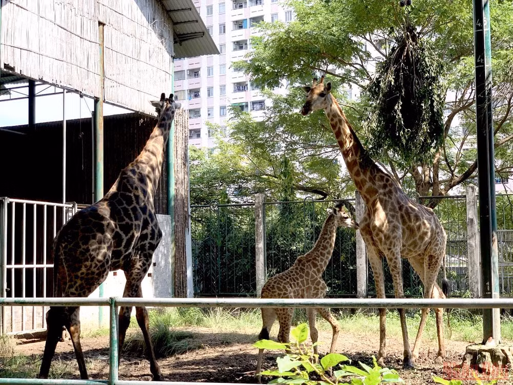 Thảo Cầm Viên Sài Gòn trước ngày mở cửa trở lại -0