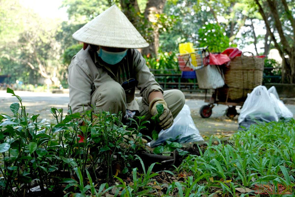 Công ty TNHH MTV Thảo Cầm Viên Sài Gòn cũng trồng thêm nhiều cây mới để tạo thêm mảng xanh trong khuôn viên Thảo Cầm Viên. Thảo Cầm Viên Sài Gòn trước ngày mở cửa trở lại -1
