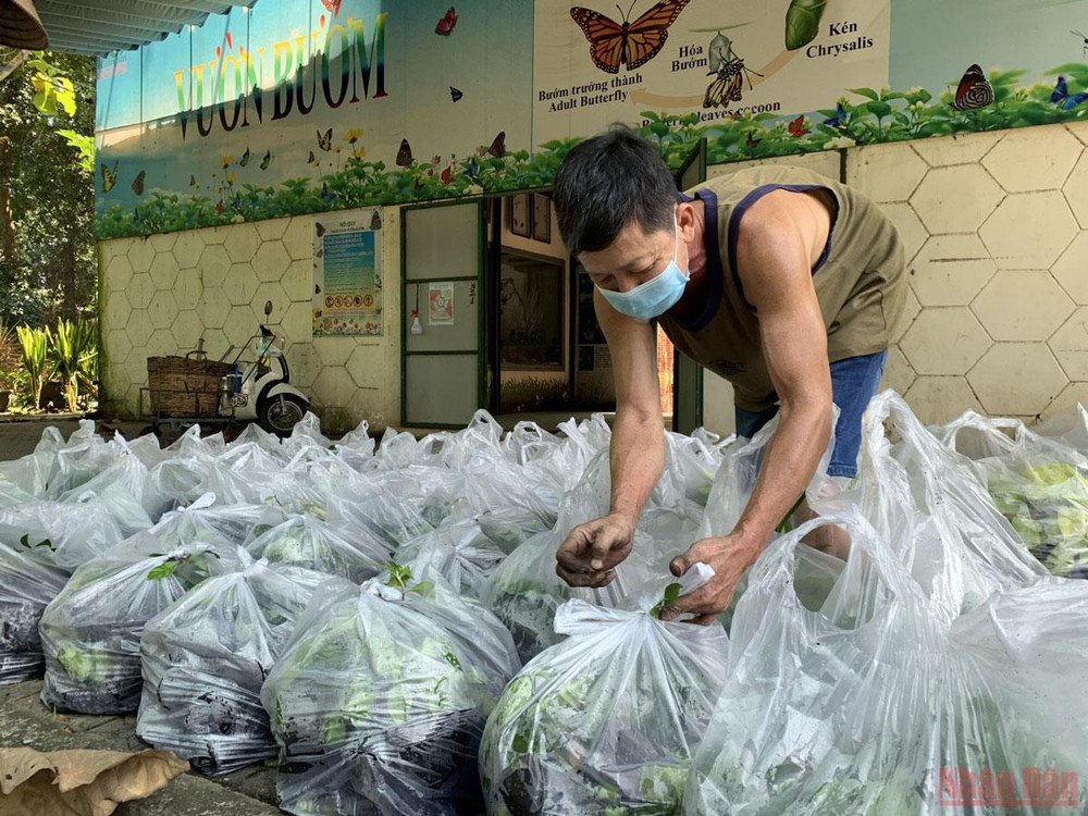 Anh Đỗ Văn Cường dù đã về hưu nhưng vẫn vào Thảo Cầm Viên giúp vợ (hiện là nhân viên của công ty) trồng cây xanh để chuẩn bị đón khách trở lại. Thảo Cầm Viên Sài Gòn trước ngày mở cửa trở lại -0