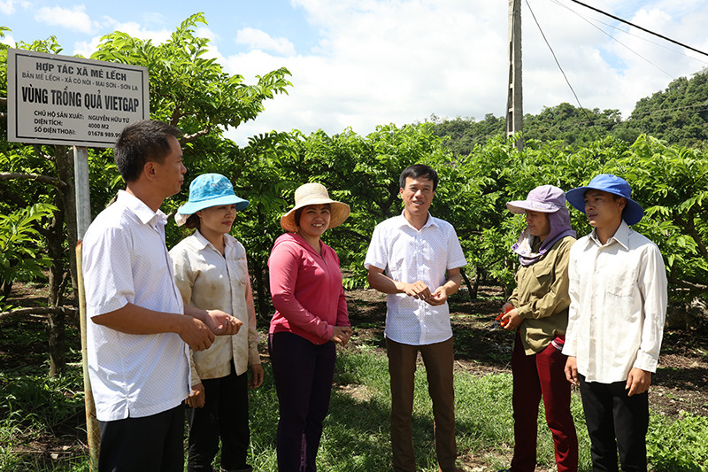 Trao đổi kinh nghiệm trồng na tại HTX na Mé Lếnh, xã Cò Nòi, huyện Mai Sơn, tỉnh Sơn La. Sơn La: Dấu ấn sau năm năm thực hiện chủ trương phát triển cây ăn quả -0
