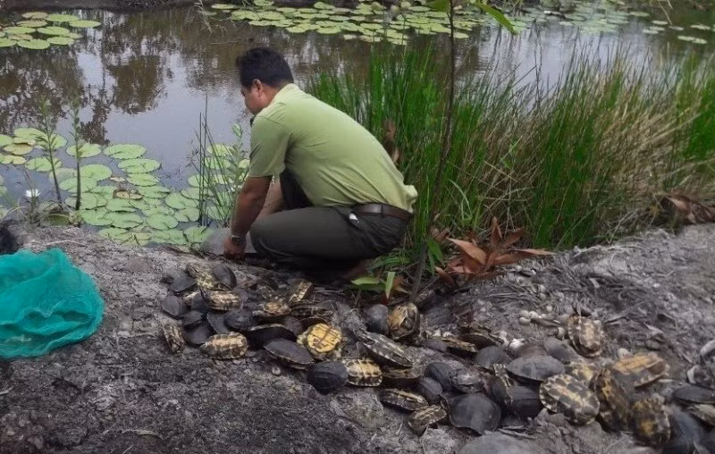 Cơ quan kiểm lâm tiếp nhận các cá thể rùa tại Sóc Trăng. Ảnh: Kiểm lâm tỉnh Sóc Trăng.