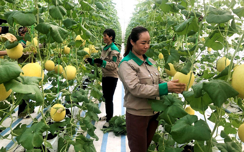 Trồng dưa áp dụng công nghệ cao tại Công ty cổ phần thương mại và xây dựng Ðầm Hà.