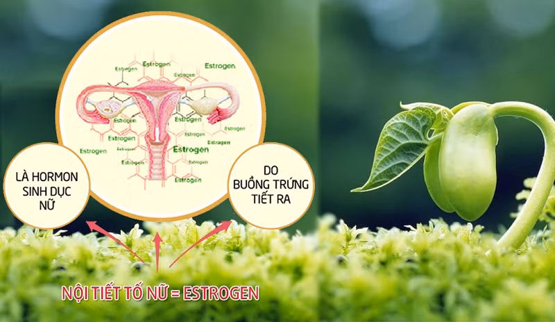 30% phụ nữ dưới 30 tuổi có dấu hiệu rối loạn nội tiết ở mức độ nhẹ