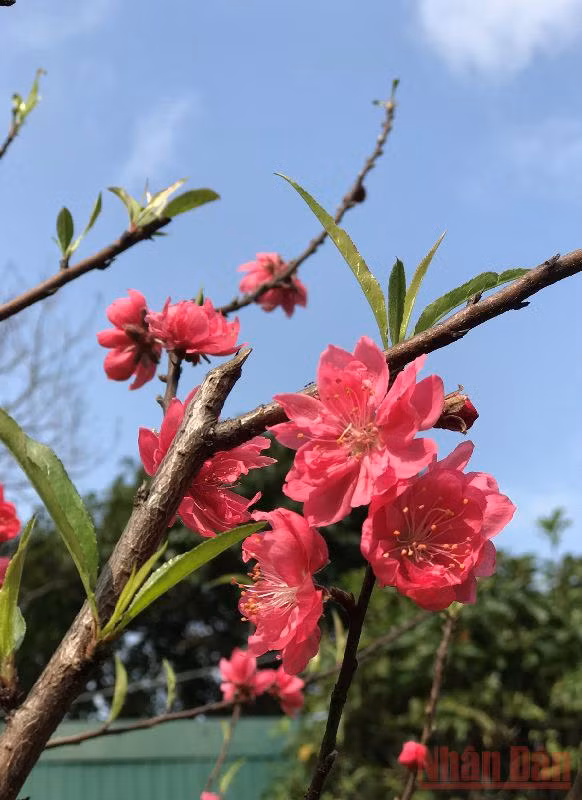 Vườn xuân còn mẹ -0