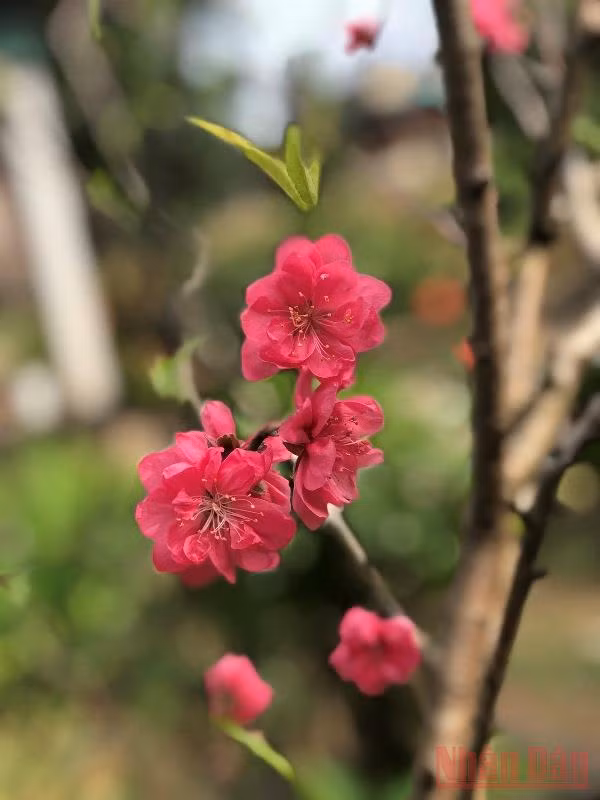 Vườn xuân còn mẹ -0