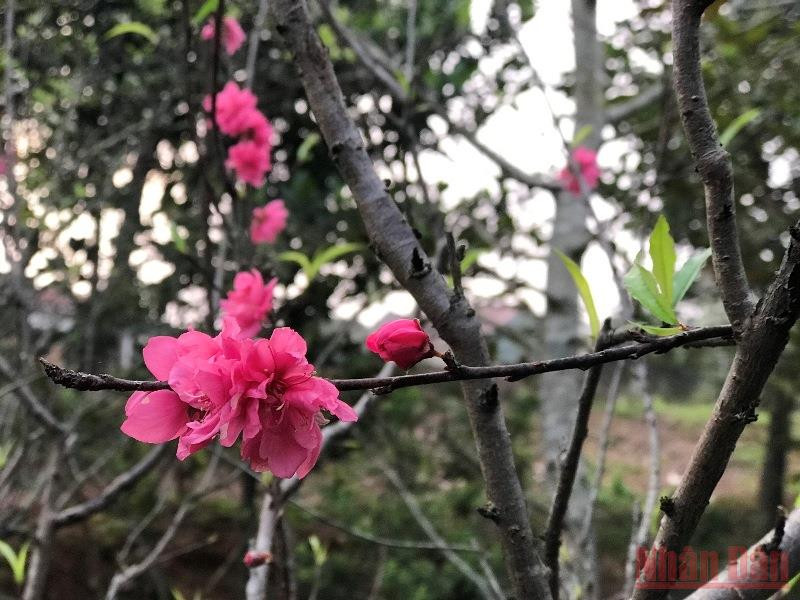 Vườn mẹ mùa xuân góc nào cũng nhớ. Vườn xuân còn mẹ -0
