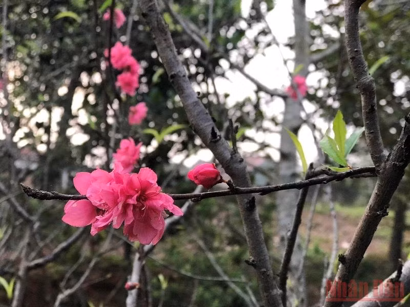 Vườn xuân còn mẹ -0
