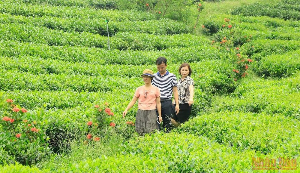 Hoa mẫu đơn phục vụ mục đích kép: Mỗi đồi chè là một điểm check in, đồng thời mang lại một khoản thu hằng tháng cho bà con trồng chè. Bài 3: Hồi sinh một vùng chè huyền thoại -0